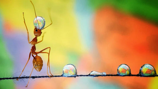 The First Law of Adaptability: If you contribute you can stay.